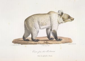 Asturisk fembjörn. Kvinnlig spansk brunbjörn, från Natural History of Mammals (färg litho) av French School
