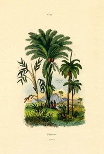 Palmer, 1833-39 av French School