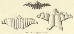 Fjärilar av Plinius (gravyr) av French School
