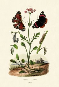 Påfågelfjäril, 1833-39 av French School