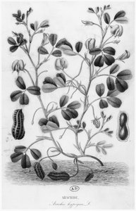 Jordnöt (Arachis hypogaea) av French School