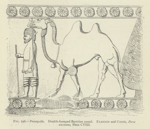 Persepolis, dubbelpuckel baktrisk kamel av French School
