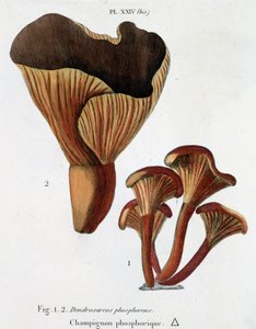 Fosforsvamp i Jean Jacques Paulet "" Treatise on mushrooms "", sent 1700-tal av French School