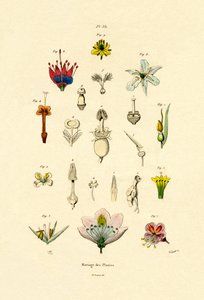Växtförädling, 1833-39 av French School