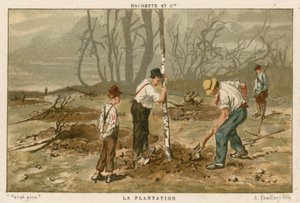 Plantera träd av French School