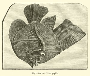 Platax fjäril av French School