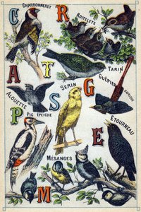Tallrik 1: Guldfink, Gärdsmyg, Siskin, Lärka, Kanarie, Afrikansk biätare, hackspett, Stare, Chickadees. Gravyr i "Syllabary alfabetet av fåglar"". Serie A. Pellerin et Cie, tryckare-förlag, Epinal, sent 1800-tal. Kromolitografier. Liten 8- av French School