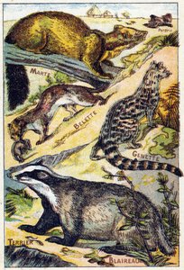 Plåt 1: Partridge, Marte, Weasel, Genette, Badger, Terrier. Gravyr i "Syllabary alfabet alla sorters rödbetor"". Serie A. Pellerin et Cie, tryckare-förlag, Epinal, sent 1800-tal. Kromolitografier. Litet 8-sidigt reklamalbum innehållande en syl av French School