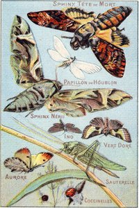 Tallrik 1: Skull Sphinx, Humle Butterfly, Sphinx Neri, Ino, Gold Green, Aurora, Grasshopper, Ladybirds. Gravyr i "Syllabary alfabetet av fjärilar och insekter"". Serie A. Pellerin et Cie, tryckare-förlag, Epinal, sent 1800-tal. Kromolitografier. av French School