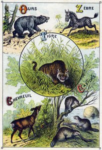 Plåt 2: Björn, Zebra, Tiger, Rådjur, Bävrar. Gravyr i "Syllabary alfabet av vilda djur"". Serie A. Pellerin et Cie, tryckare-förlag, Epinal, sent 1800-tal. Kromolitografier. Litet 8-sidigt reklamalbum som innehåller en kursplan och en bild av French School