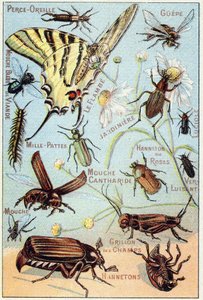 Skylt 2: Öronhåltagning, Gupe, Blue Meat Fluga, Flambe, Trädgårdsmästare, Tusenfotingar, Eldfluga, Rose Channeton, Glansmask, Fluga, Field Cricket, Chablets av French School