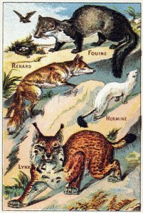 Plåt 2: Fox, Snoop, Hermine, Lynx. Gravyr i "Syllabary alfabet alla sorters rödbetor"". Serie A. Pellerin et Cie, tryckare-förlag, Epinal, sent 1800-tal. Kromolitografier. Litet 8-sidigt reklamalbum som innehåller en kursplan och ett bildspråk enl av French School