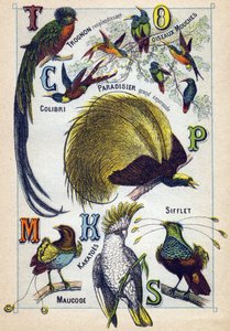 Tavla 3: Glänsande kärna, flugfåglar, kolibri, Emerald Paradise, Kakatoes, Whistle, Maucode. Gravyr i "Syllabary alfabetet av fåglar"". Serie A. Pellerin et Cie, tryckare-förlag, Epinal, sent 1800-tal. Kromolitografier. Liten 8-sidig reklam av French School