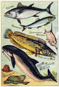 Tallrik 3: Tonfisk, Sill, Centric näbb, Gamla havet, Tumlare, Vitling, Kakel. Gravyr i "Syllabary alfabet av havs- och sötvattensfiskar". Serie A. Pellerin et Cie, tryckare-förlag, Epinal, sent 1800-tal. Kromolitografier. Litet 8-sidigt reklamalbum av French School