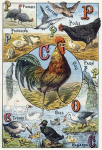 Tallrik 3: pärlhöns, duvor, kycklingar, höna, tupp, påfågel, svanar, gäss, ankor. Gravyr i "Syllabary alfabet av husdjur och gård". Serie A. Pellerin et Cie, tryckare-förlag, Epinal, sent 1800-tal. Kromolitografier . Dim: 19,5 av French School