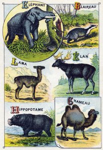 Tallrik 4: Elefant, Grävling, Lama, Elan, Flodhäst, Kamel. Gravyr i "Syllabary alfabet av vilda djur"". Serie A. Pellerin et Cie, tryckare-förlag, Epinal, sent 1800-tal. Kromolitografier. Litet 8-sidigt reklamalbum med en kursplan av French School