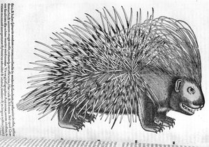 Porcupine, från 