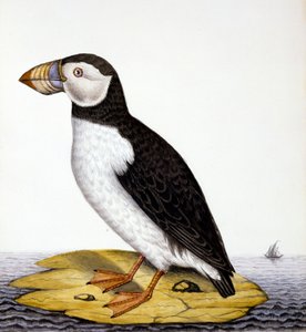 Puffin, marmon fratercula, ca 1840 (wc på papper) av French School
