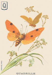 F: Quadrille (Lithosia quadra eller Lithosie quadrille) av French School