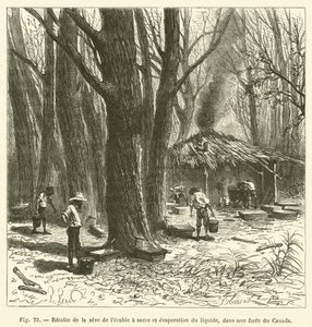 Skörd av sockerlönnsaft och avdunstning av vätskan, i en kanadensisk skog (gravyr) av French School
