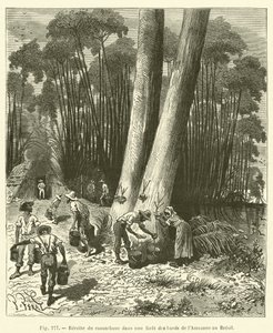 Skördar gummi i en skog på Amazonas strand i Brasilien av French School