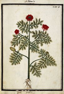 Red Adonis, ca 1700 av French School
