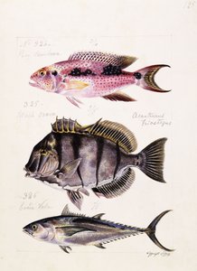 Rey tambova etc, c.1850 av French School