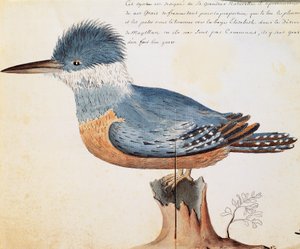 Ringad kungsfiskare (Megaceryle torquata), Elizabeth Bay, Magellansundet, akvarell från loggbok av Jacques Gouin de Beauchesne (1652-1730), kapten på Compagnie royale de la Mer du Sud, från 1698 till 1701, Frankrike av French School