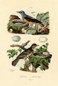 Rufous-tailed Rock-trast, Adolf Fries av French School