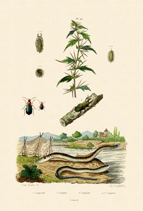 Rough Cockleburr, 1833-39 av French School