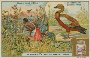 Ruddy Shelduck; ankjakt i Afrika av French School