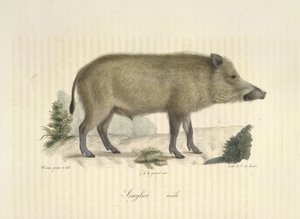 Galt, hane, från Natural History of Mammals (färg litho) av French School