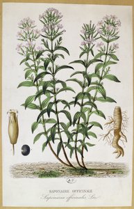 Saponaria officinalis, 1800-talet (färgstick) av French School
