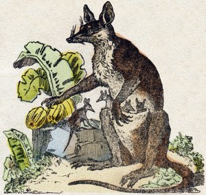 Sarigue (possum). Gravyr i "" Alphabet des animaux sauvages"". 9:e serien. Bildspråk av Epinal, Pellerin, tryckare-förlag, ca 1870. Gravyrer på trä, stencilerade. 16 sidor. Mått: 20 x 15 cm. Privat samling av French School