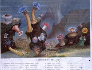 Havsanemoner, från en bok utgiven av Hachette (färg litho) av French School