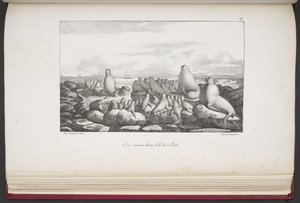 Sälar på Saint Paul Island, från "Utsikter och landskap av jämnjämningsregionerna, samlade på en resa runt världen", av Louis Choris av French School