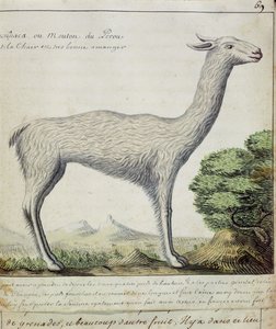 Får från Peru (lama eller alpacka) (wc på papper)
