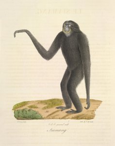 Siamang, från Natural History of Mammals (färg litho) av French School