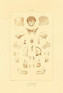 Skelett, 1833-39 av French School