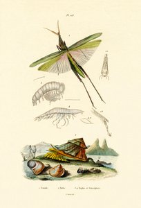 Snedvänd gräshoppa, 1833-39 av French School