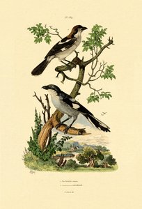 Södra gråskriken, 1833-39 av French School