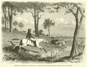 Squatter Gathering His Herds (gravyr) av French School