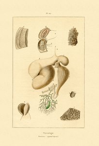 Magen, 1833-39 av French School