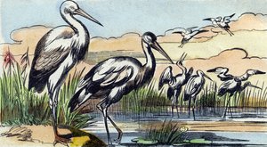 Stork. Gravyr i "Buffon Alphabet des Oiseaux n 1". 3:e Serie N 1. Avbildning av Epinal, Epinal, sent 1800-tal. 16 sidor. Mått: 28x21cm av French School