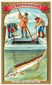Stör (chromolitho) av French School