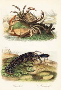 Tasmansk jättekrabba, Pseudocarcinus gigas och europeisk hummer, Homarus gammarus av French School