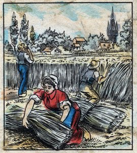 Textil, lin: jordbruk. Samlar linne som sätts ihop i en stövel för att torka. Gravyr. Epinal avbildning sent 1800-tal. av French School