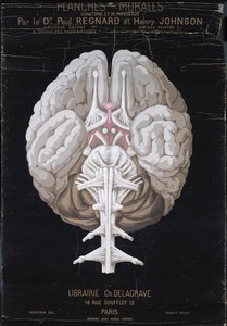 The Brain, från Planches Murales dAnatomie et de Physiologie av Dr. Paul Regnard och Henry Johnson av French School