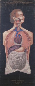 Bröstet och magen, från Planches Murales dAnatomie et de Physiologie av Dr. Paul Regnard och Henry Johnson av French School