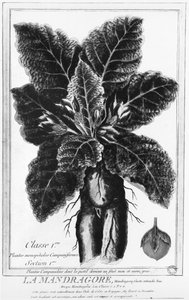 The Mandrake av French School